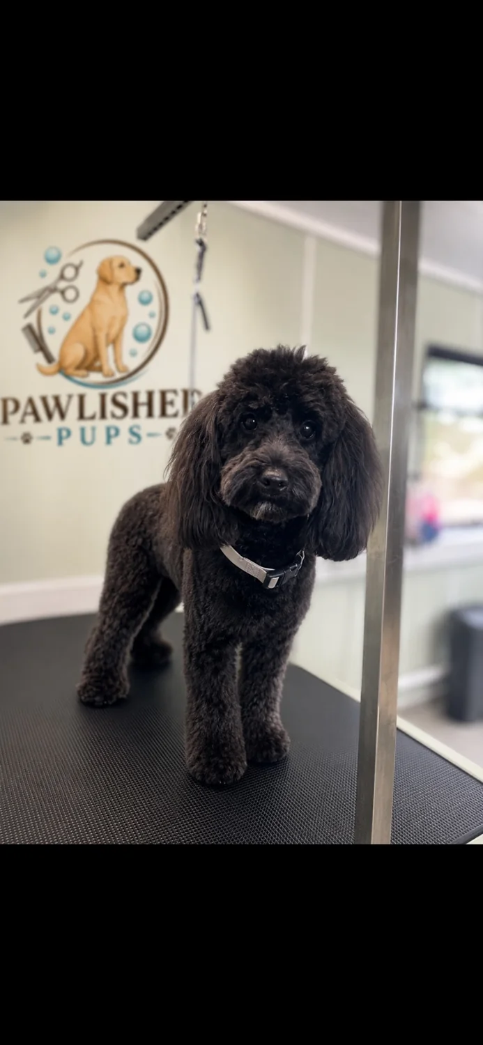 Freshly groomed black curly-coated dog at Pawlished Pups