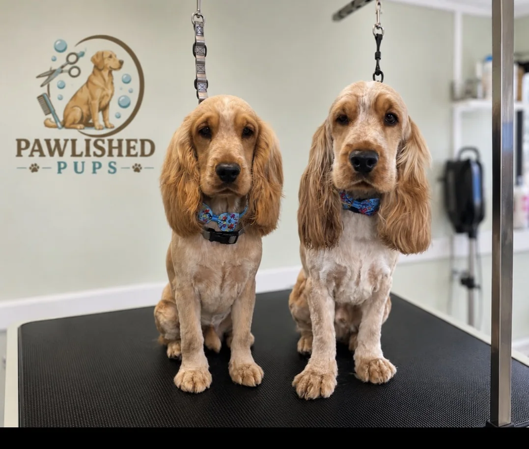 Two freshly groomed golden spaniels at Pawlished Pups