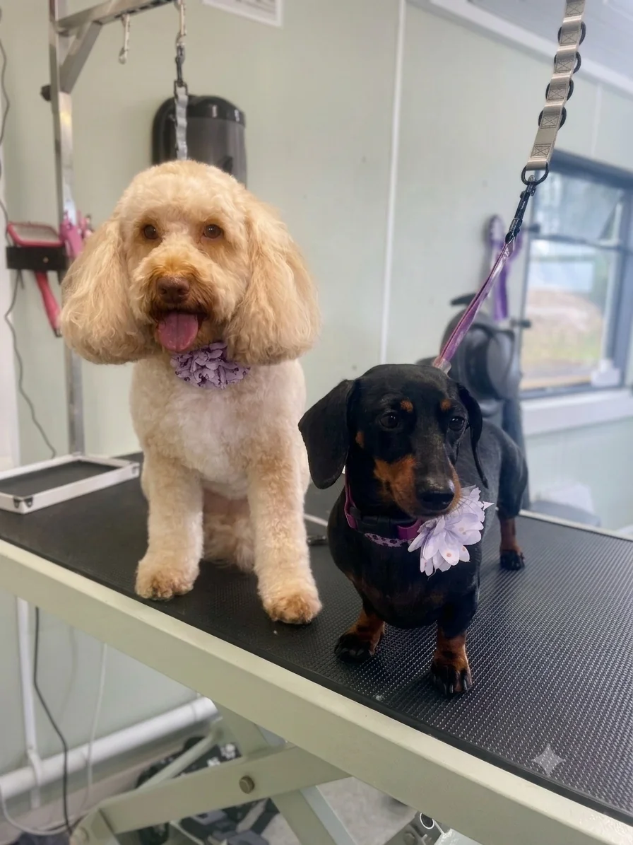 Freshly groomed cream dog and dachshund wearing accessories