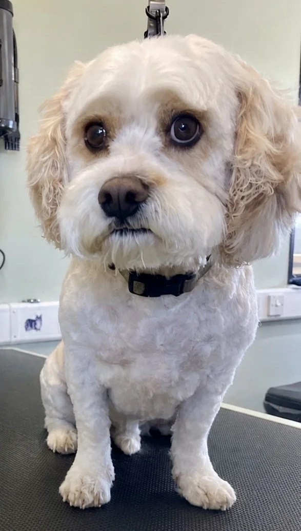 Freshly groomed small cream dog